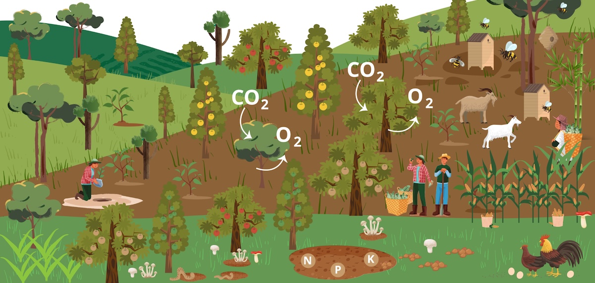 การจัดการป่าไม้เชิงภูมิทัศน์ (Forest landscape)